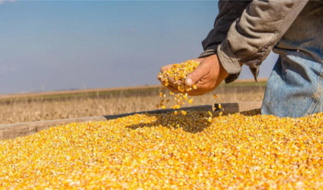 trigo record y soja en tension agro argentino comercio global