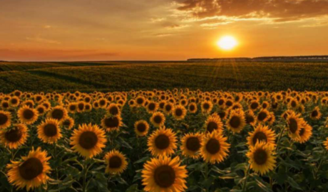 Girasol argentino rompe récord histórico de molienda y exportaciones en 2025