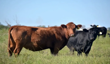 La devaluación y la eliminación de retenciones impulsan la competitividad de la carne vacuna argentina