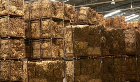 El Gobierno renovó el cupo de 10.750 toneladas de tabaco argentino con destino a Estados Unidos