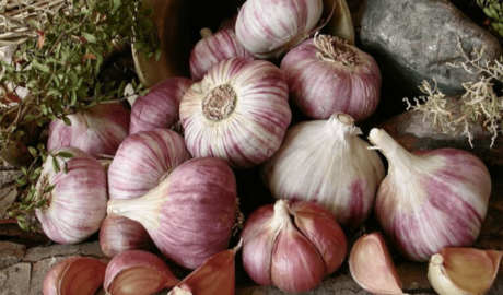 Alarma en Mendoza: Brasil flexibiliza importación de ajo y afecta a productores argentinos