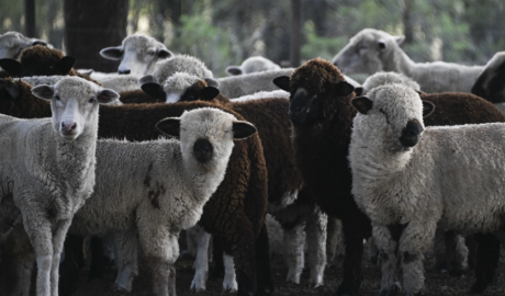 La carne ovina argentina incrementa su exportación: Europa crece y Chile reabre el mercado