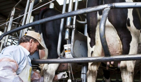 En Argentina la lechería crece en producción y exportaciones