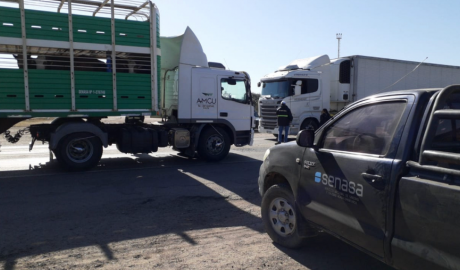 Se actualiza normativa para playas de lavado y desinfección de transportes de animales