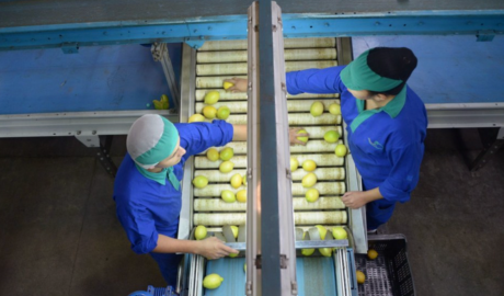 Récord en exportaciones cítricas: el limón tucumano y sus derivados consolidan el crecimiento en 2025