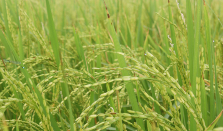 Las exportaciones de arroz, trigo y sorgo crecieron en volumen 91%, 40% y 26% respectivamente en los primeros ocho meses del año