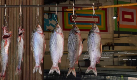 Pese al bajo nivel del Paraná, en los últimos cuatro años creció la exportación de sábalos