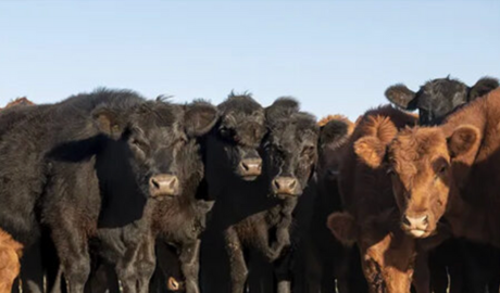 Novillo Mercosur: fuerte aumento en la Argentina, que desplaza a Uruguay como plaza de más alto precio