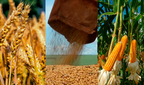 lluvias alivio soja maíz girasol