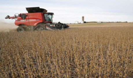 El pulso comercial de los commodities agrícolas: Argentina con 25% de la soja sin precio firme