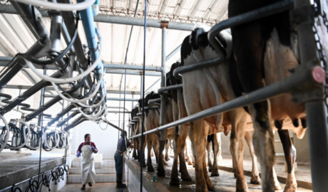 Argentina proyecta un volumen récord en exportaciones lácteas para 2025, desafiada por la coyuntura de precios internacionales