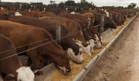 Carne argentina entre cupos que condicionan la exportación y costos que aprietan al mercado interno