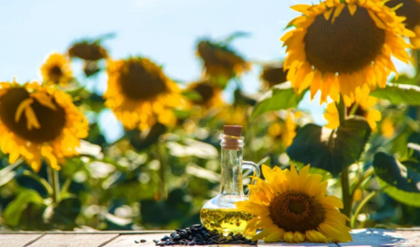 Otro éxito del girasol: fue la cadena agroindustrial de mayor crecimiento exportador en 2025