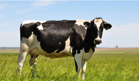 Exportaciones del sector lechero argentino fueron las más altas de los últimos 12 años