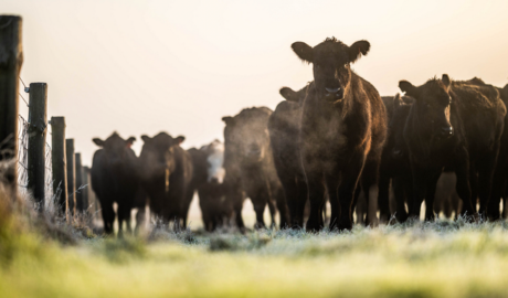 Récord de divisas por exportaciones 2025 ¿Cuáles son los factores detrás del desempeño?