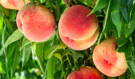 nuevas variedades de durazno