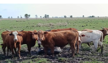 bovino criollo en la ganadería argentina