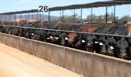corrales en transformación