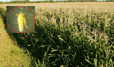 maíz fuera de riesgo