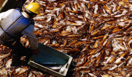 sector pesquero cifras récord 2026