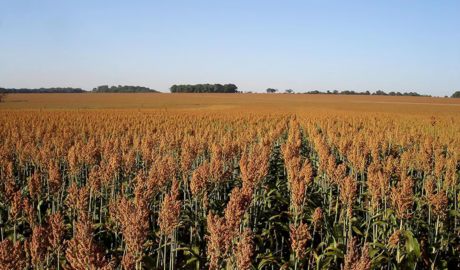 sorgo como aliado ganadero