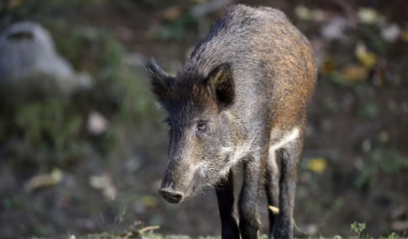 peste porcina en Europa