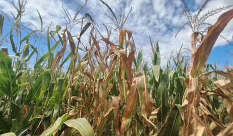 Spiroplasma en maíz