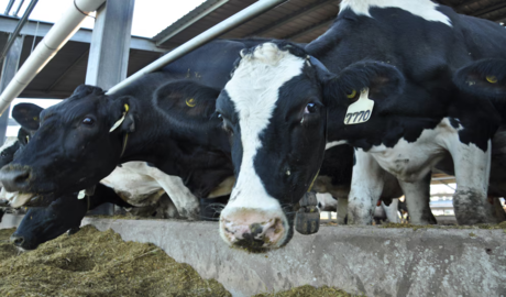 repunte de la lechería argentina