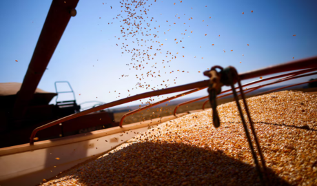 Granos de oro Argentina mercado exigente