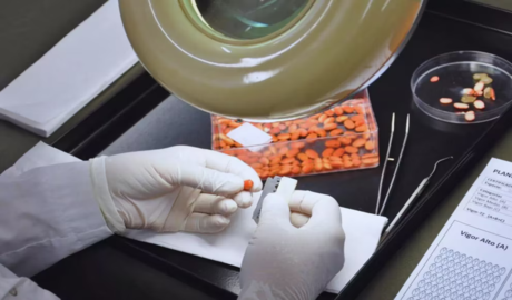 evaluar la viabilidad de las semillas de soja