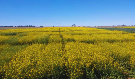 Juana y Floriana nuevas colzas alto potencial región pampeana
