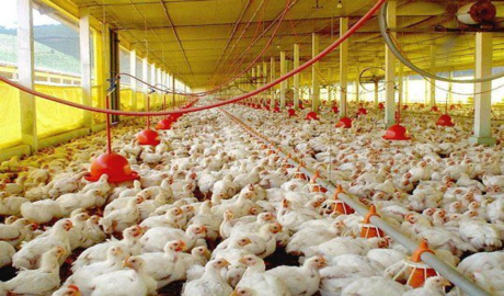 Importaciones de carne en Argentina