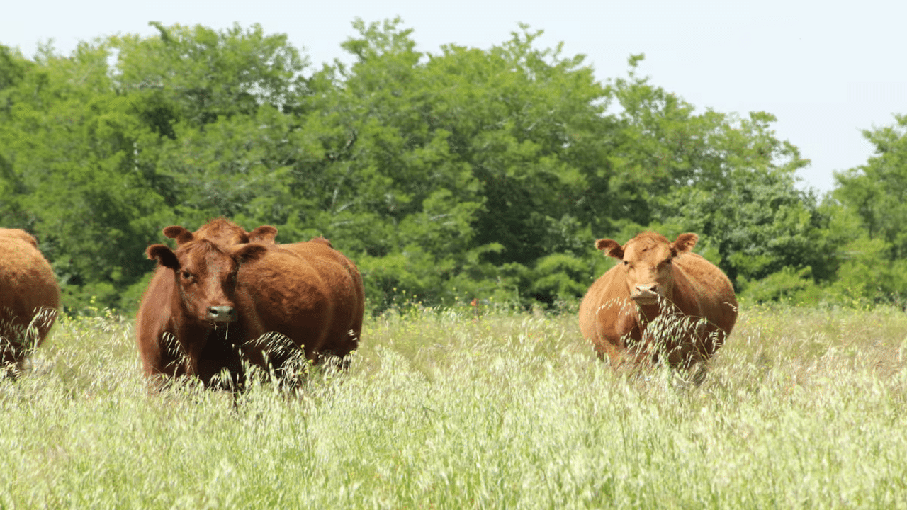 Congreso Nacional del Foro Argentino de Genética Bovina: Un encuentro clave para la ganadería argentina