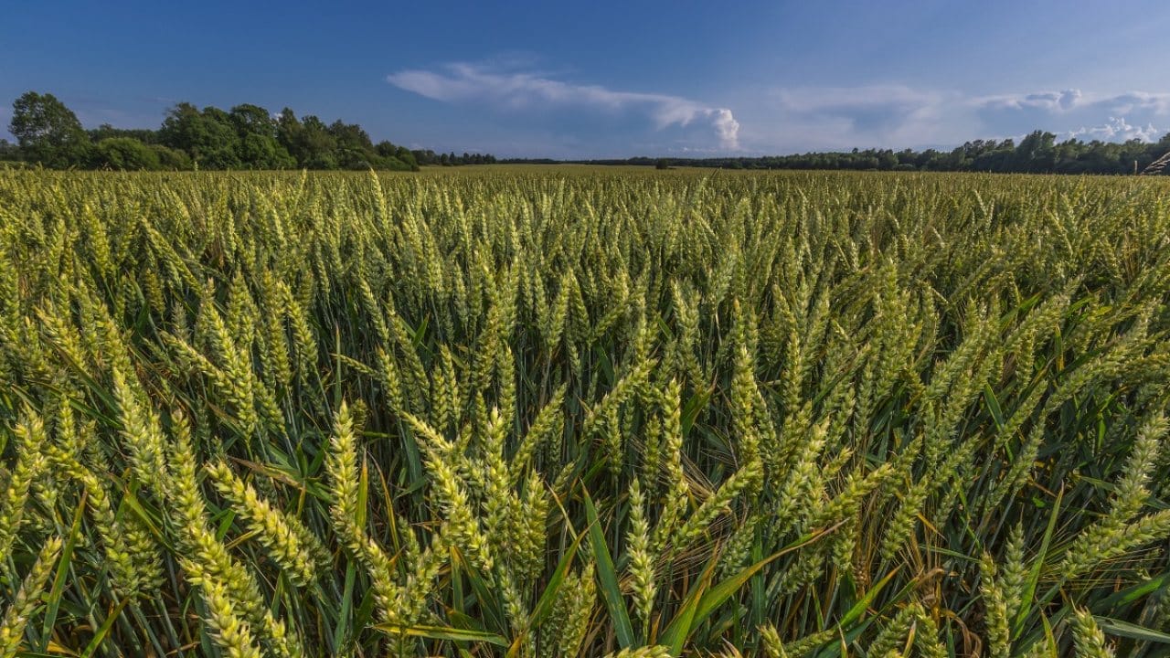 Exportaciones trigo argentino: Un récord histórico en la campana 2025/26