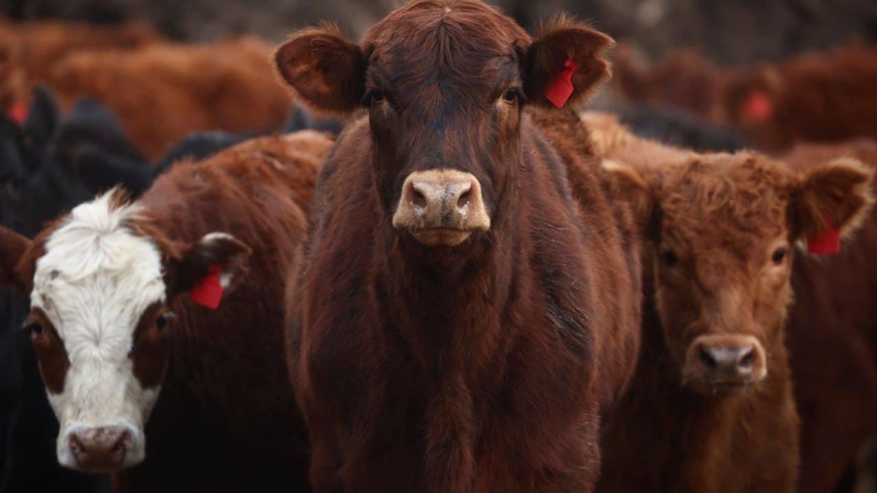 importación de carne