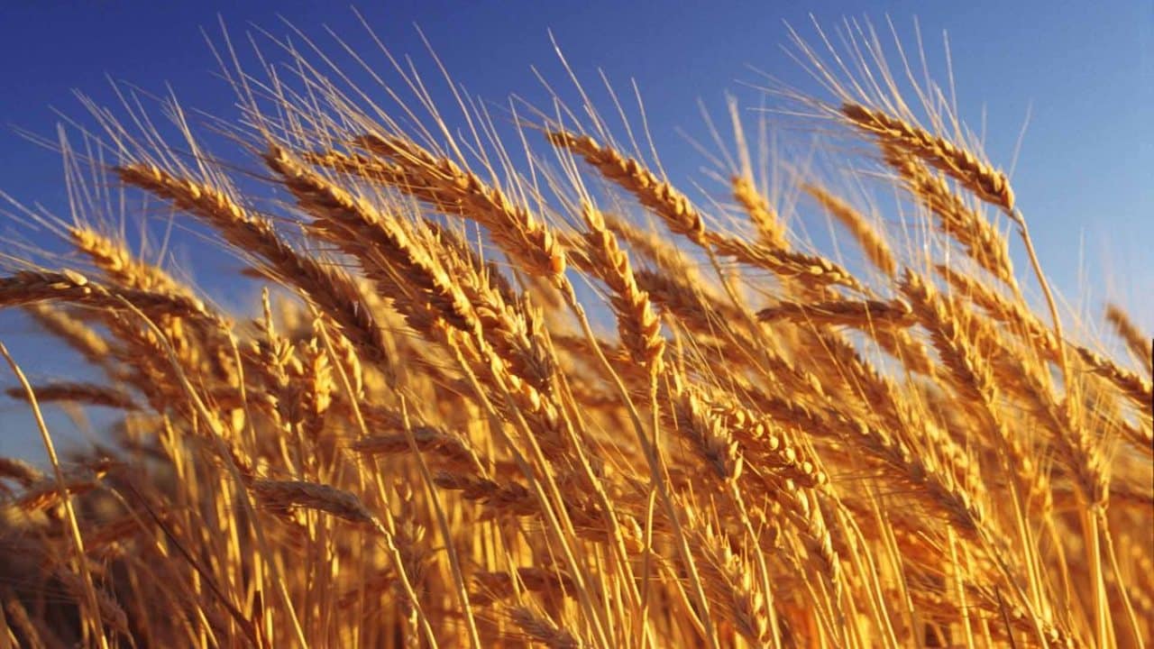 Los precios internacionales de alimentos alcanzaron en julio su nivel mas alto en tres años