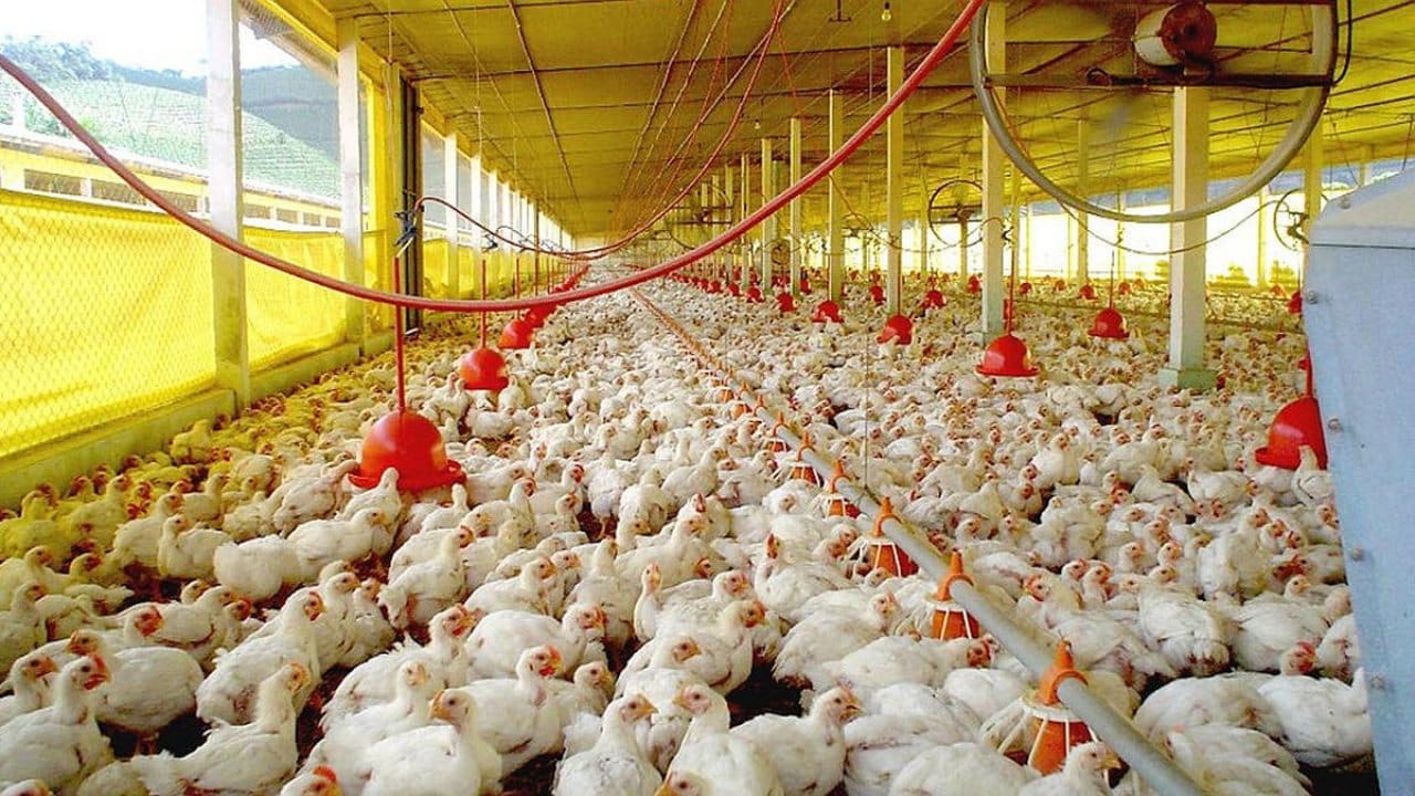exportaciones carne aviar Argentina Corea del Sur