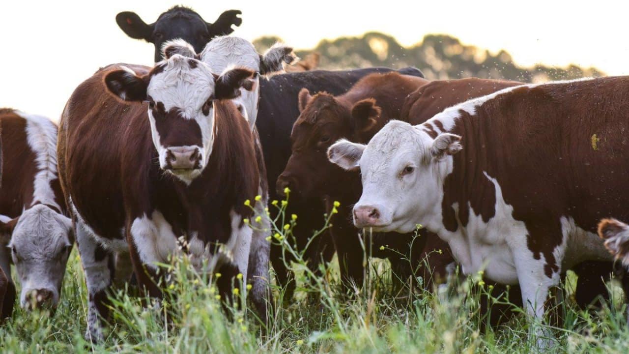 Exportaciones de carne en 2026: El mejor resultado en una decada